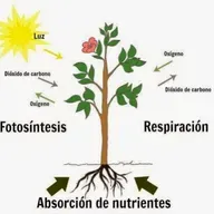¿Cómo se alimentan y respiran las plantas?