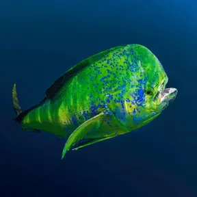 Marinai Radio