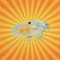 L’ostracode, minuscule crustacé qui éclaire le passé
