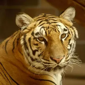 sabari