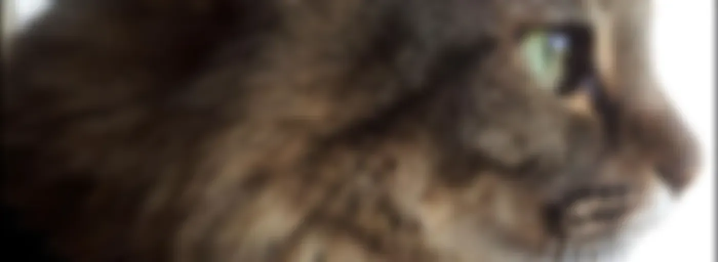 Cattitude -  The #1 Cat Podcast