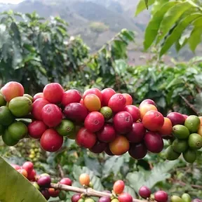 MerqueAgro Radio