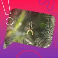 Können Spinnen anderen Spinnen ins Netz gehen?