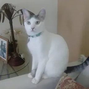 PedrodjkjGuggg