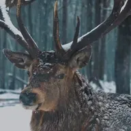 Ummet Ozcan - The Forest Song