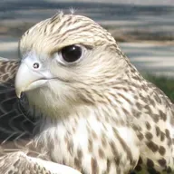 The Gyrfalcon – A Circumpolar Raptor