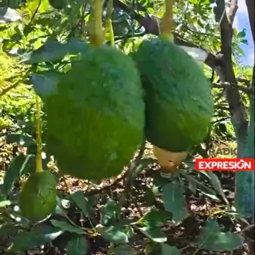 Cosechan sus primeros aguacates en Huauchinango