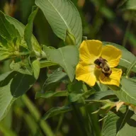 Explore or Be Direct?