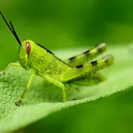 Как кузнечик проучил тигра