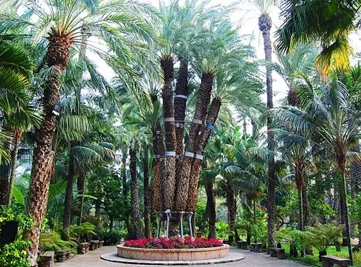 La Palmera Imperial: una rareza genética convertida en icono de Elche