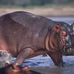 hippo radio