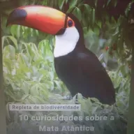 10 curiosidades sobre a Mata Atlântica.