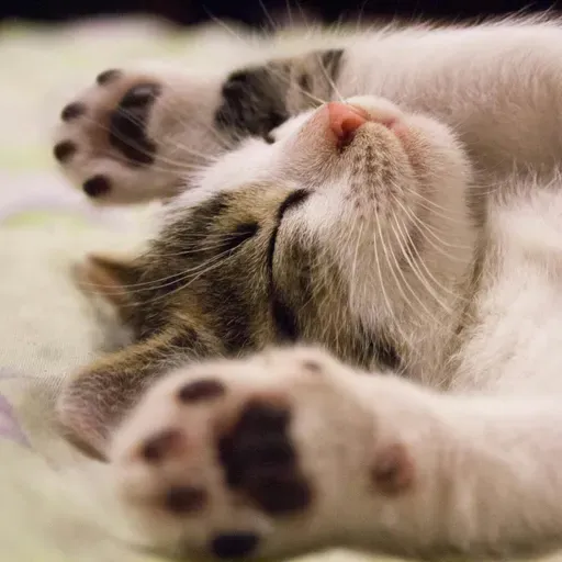 Os gatos e suas datas especiais: amor ou preconceito?