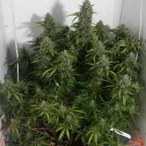 Music420