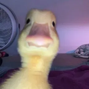Perreo
