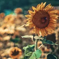 Um, Somebody Lied: Soul Ties…