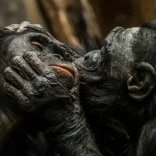 Why do we kiss? It's an evolutionary conundrum