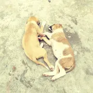 گناه