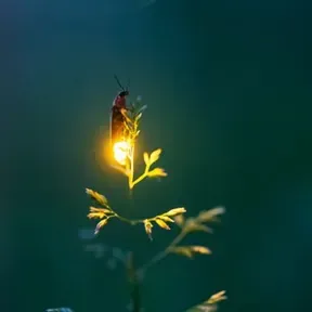 Tucu Tucu radio teatral