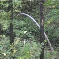 Mental Number Lines and Baby Chicks