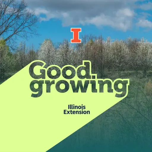 Ep. 231 New Additions to Illinois’ Invasive Species List | #GoodGrowing