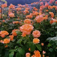 53 SEVENTEEN"손오공"