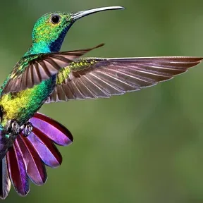 Colibri Radio GT
