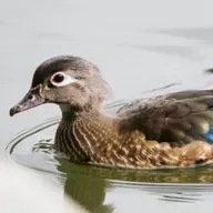 Music of a City Lake