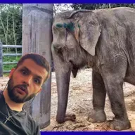 Ndalohet elefantimi i elefantëve - Buchi Podcast Shqip #199 | Hapsirë publike