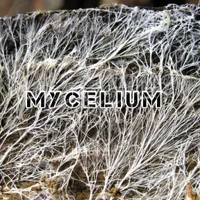 MYCELIUM