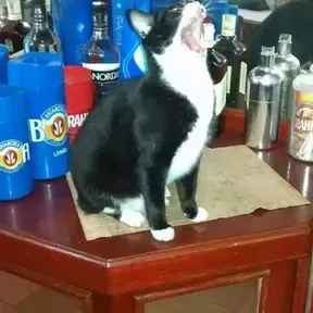 Jotinhas Play