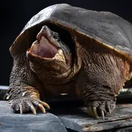 Die Tierdocs: Schildkröte schwankt