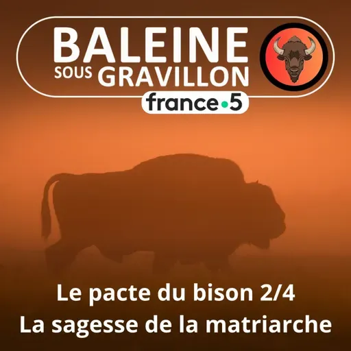 S07E33 Le Pacte du bison 2/4 : Sous l'autorité de la matriarche (Thierry Robert)