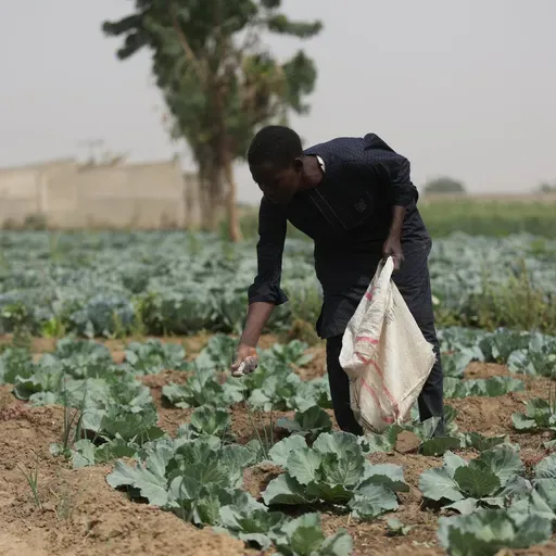 The humanitarian risks of a fertilizer shock