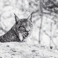 Aura, a “mamã” lince ibérico com 900 descendentes que ajudou a salvar a espécie
