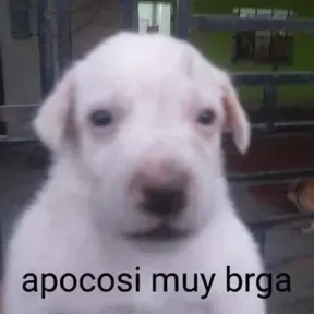 La Santa Grifa y más