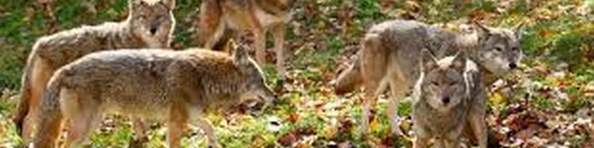 THE HOWLER --- COYOTE --- ROCK RADIO