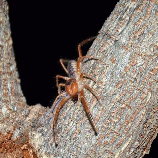 Speedy, Hairy, and Harmless: Solifuges