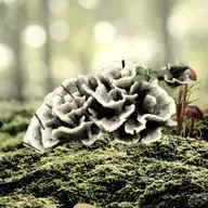叶浅韵：亲爱的干巴菌