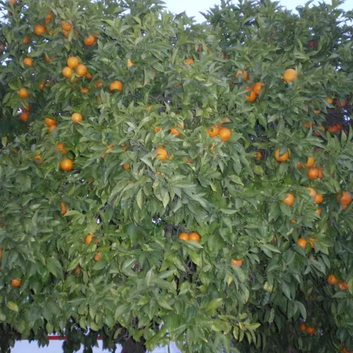 LO HARÍA O NO LO HARÍA