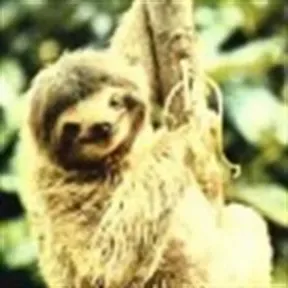 Troglo18 - The Sloth Radio