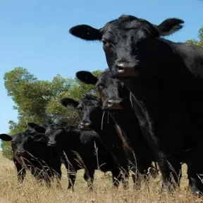Cows From The Nebula