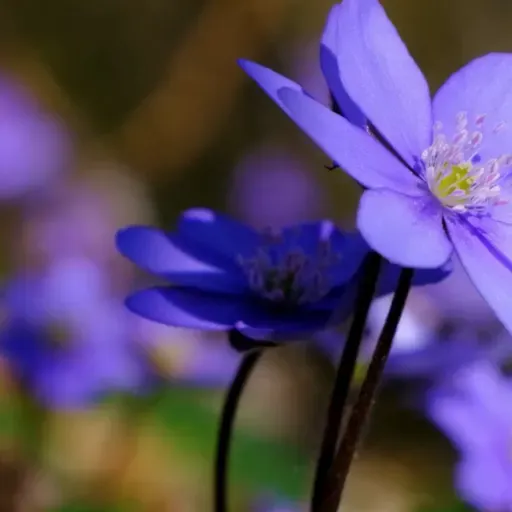 No esforço comum - lição e comentário