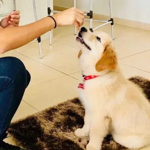 O que faz o veterinário comportamentalista