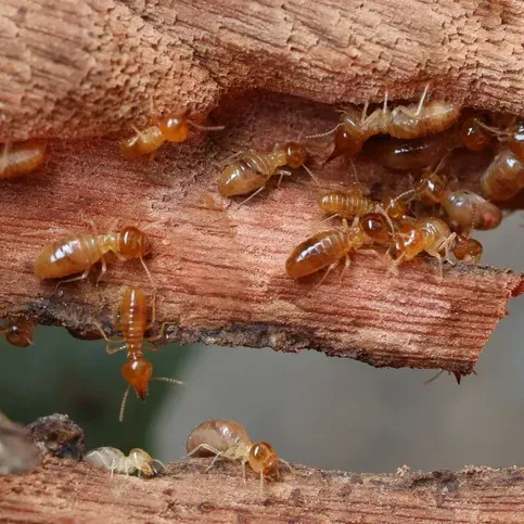 The termites are swarming! Here's everything you need to know