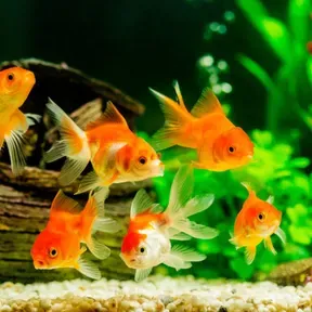 Dj. Fish