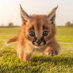 Radio Felina