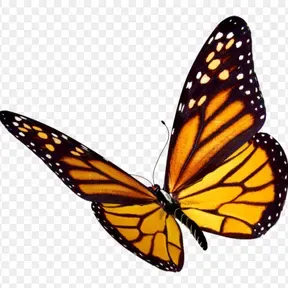 ButterFly Telugu