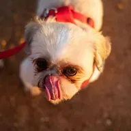Nada de chocolates: os cuidados com os pets durante a Páscoa