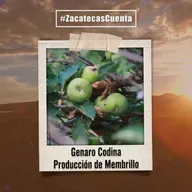 Genaro Codina Cuenta con producción de membrillo